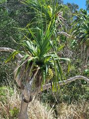 Pandanus tectorius