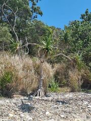 Pandanus tectorius
