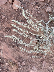 Artemisia filifolia