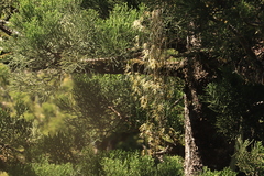 Dendrobium teretifolium aureum