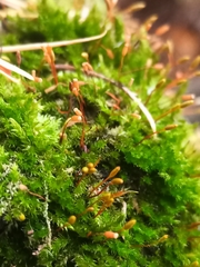 Rhynchostegium confertum