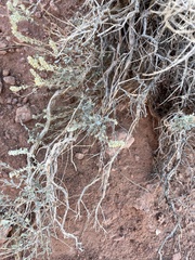 Artemisia filifolia