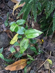 Tripladenia cunninghamii