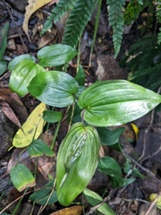 Tripladenia cunninghamii