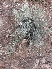 Artemisia filifolia
