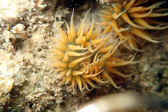 Anthothoe albocincta