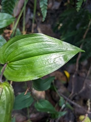Tripladenia cunninghamii
