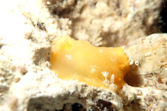 Doriopsilla carneola