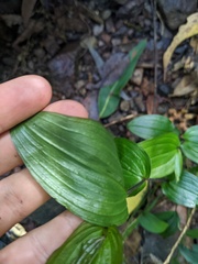 Tripladenia cunninghamii