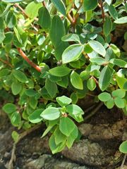 Peperomia leptostachya