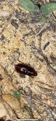 Harpalus gravis