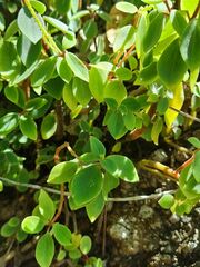Peperomia leptostachya