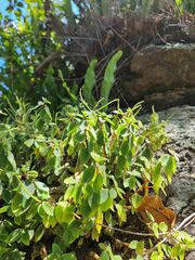 Peperomia leptostachya