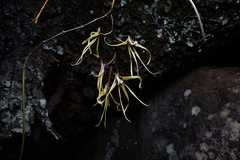 Dendrobium teretifolium aureum
