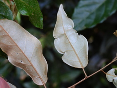 Elaeagnus triflora