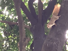 Callosciurus finlaysonii