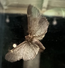 Hypsopygia
