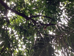 Callosciurus finlaysonii