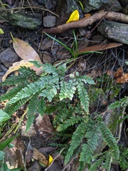 Adiantum hispidulum