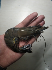 Penaeus monodon