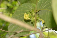 Prestonia mexicana