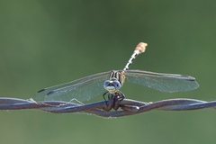 Erpetogomphus compositus