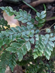 Adiantum hispidulum