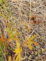 Potentilla pensylvanica