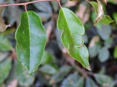 Elaeagnus triflora