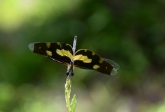 Rhyothemis variegata