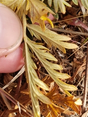 Potentilla pensylvanica