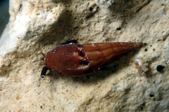 Mitrella lincolnensis