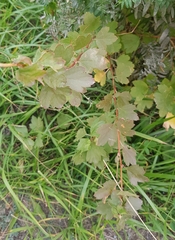 Ribes aciculare