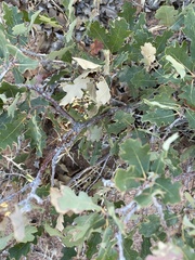 Quercus gambelii