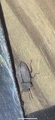 Tenebrioninae