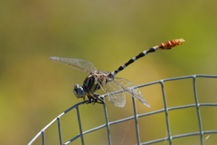 Erpetogomphus compositus