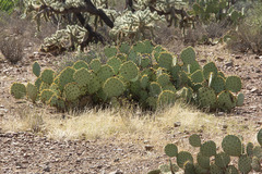 Opuntia engelmannii