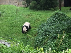 Ailuropoda melanoleuca