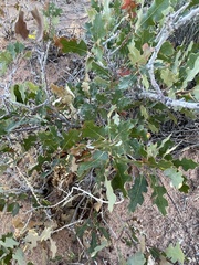 Quercus gambelii