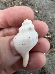 Austrofusus glans