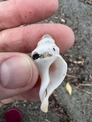 Austrofusus glans