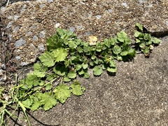Modiola caroliniana