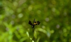 Rhyothemis variegata