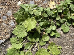 Modiola caroliniana