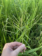 Paspalum fasciculatum