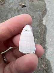 Notomegabalanus decorus