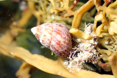 Prothalotia pulcherrima