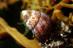 Prothalotia pulcherrima