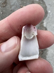 Notomegabalanus decorus