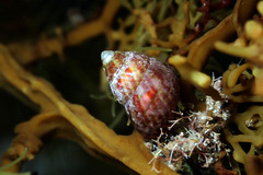 Prothalotia pulcherrima